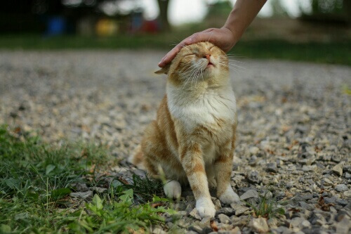 最高にゃん 猫が気持ちいい撫でられてうれしい3つの場所 猫壱 Necoichi