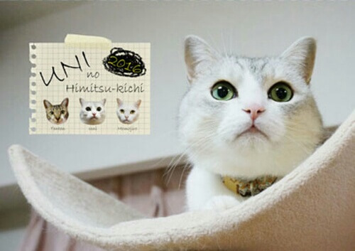貴方はどれにする 猫グッズの定番 16年度猫カレンダーオススメ6選 猫壱 Necoichi