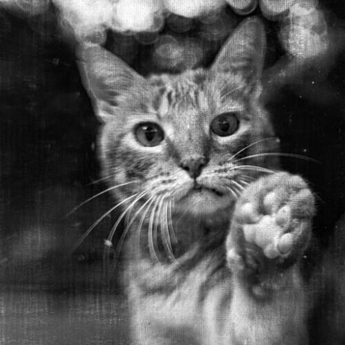 最高にゃん 猫が気持ちいい撫でられてうれしい3つの場所 猫壱 Necoichi 最高にゃん 猫が気持ちいい撫でられてうれしい3つの場所 猫壱 Necoichi