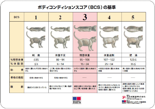 うちの猫って肥満 猫の体重を正しく知ろう 猫壱 Necoichi