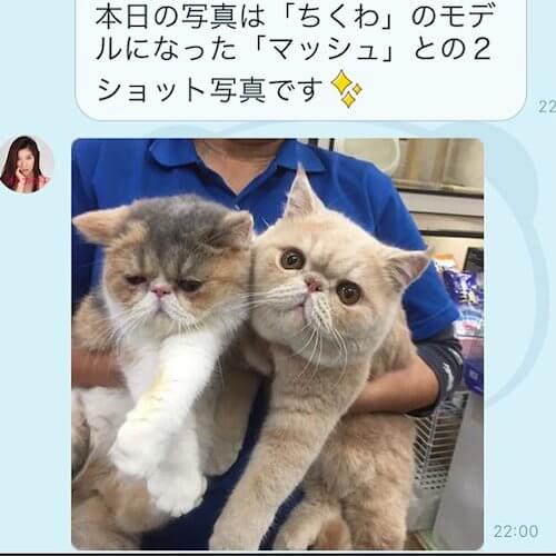 オトナ女子 ちくわのモデル猫マッシュが可愛すぎると話題沸騰中 猫壱 Necoichi