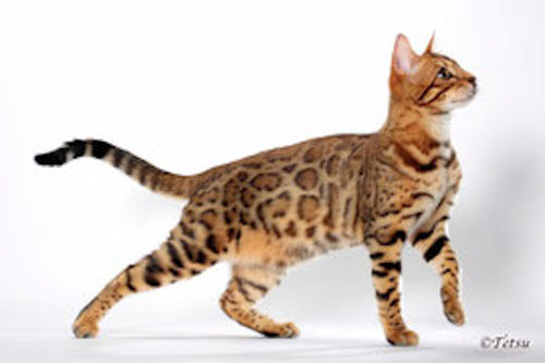 ベンガルキャット 叶姉妹が溺愛するのはやはりゴージャスな猫だった 猫壱 Necoichi