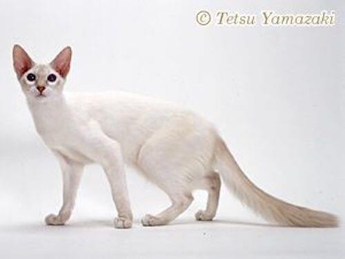 猫アレルギーの人必見!アレルギーが少ない猫もいるって知ってた