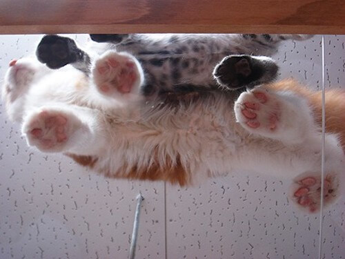 可愛いだけじゃなかった 猫の肉球に隠された秘密とは 猫壱 Necoichi 可愛いだけじゃなかった 猫の肉球に隠された秘密とは 猫壱 Necoichi