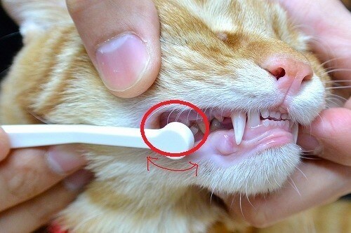 猫の歯周病 2歳以上の猫はご用心 猫の歯周病の治療は全身麻酔 猫壱 Necoichi 猫の歯周病 2歳以上の猫はご用心 猫の歯周病の治療は全身麻酔 猫壱 Necoichi
