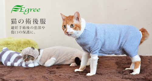 猫のエリザベスカラー オススメはコチラ 猫にストレスフリーな商品とは 猫壱 Necoichi