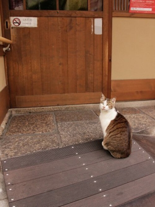 猫は人ではなく家に懐く｜猫壱（ねこいち・ネコイチ）