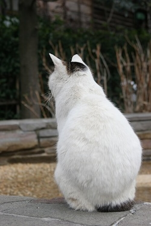 猫の後ろ姿を要チェック 愛猫の肥満度を測る方法とは 猫壱 Necoichi