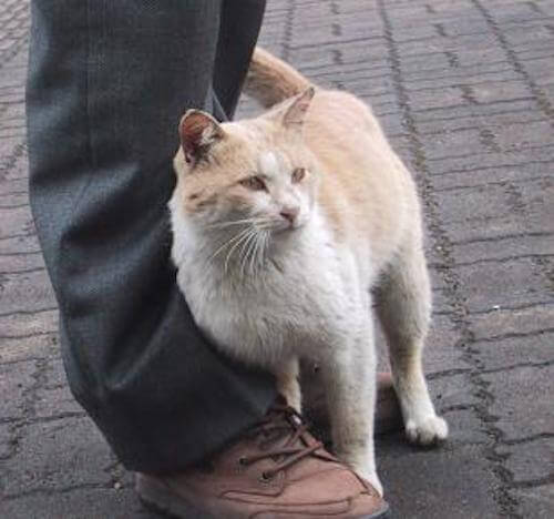 猫のすりすりや突然ガブリはニャンのため 猫の気持ちを知るポイント 猫壱 Necoichi