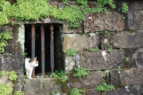 人や犬よりも凄い 猫が敏捷に動けるのは 骨格 に秘密があった 猫壱 Necoichi