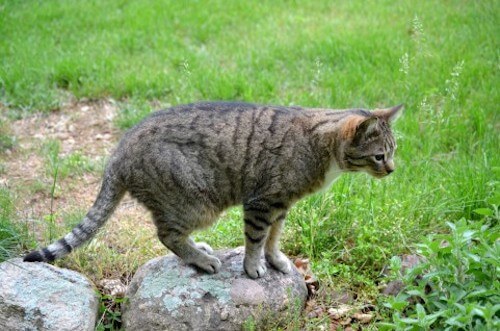 人や犬よりも凄い 猫が敏捷に動けるのは 骨格 に秘密があった 猫壱 Necoichi 人や犬よりも凄い 猫が敏捷に動けるのは 骨格 に秘密があった 猫壱 Necoichi