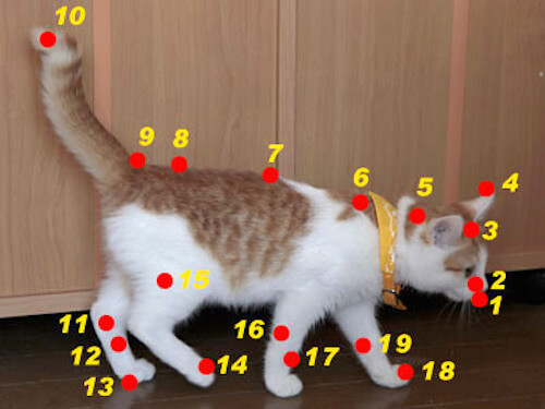 猫だって癒されたいニャ 覚えておきたい猫のツボはこの3つ 猫壱 Necoichi
