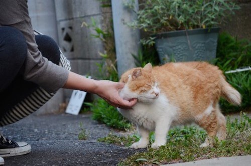 野良猫 な つく