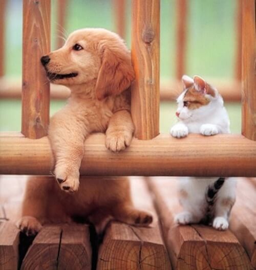 覚えているニャ 猫の記憶力は犬よりも人間よりも凄いかも 猫壱 Necoichi 覚えているニャ 猫の記憶力は犬よりも人間よりも凄いかも 猫壱 Necoichi