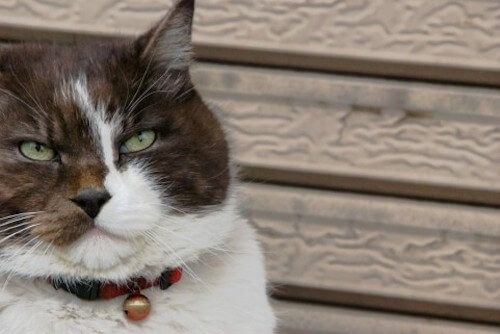 仔猫は超音波で母猫に呼びかける｜猫壱（ねこいち・ネコイチ）