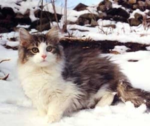 冬が大好きな猫もいる ノルウェージャン フォレスト キャット 猫壱 Necoichi