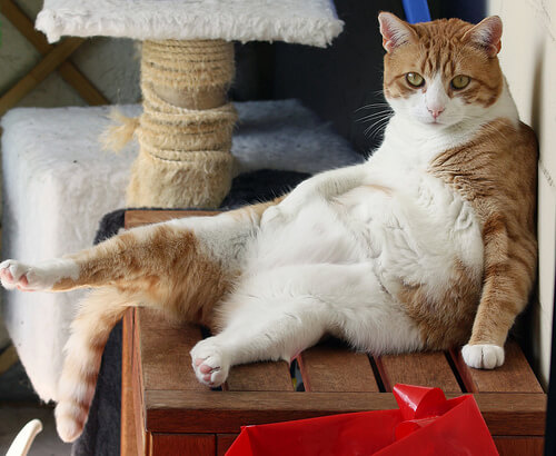 猫はフランス語で何て言う フランス人と猫の暮らし方とは 猫壱 Necoichi 猫はフランス語で何て言う フランス人と猫の暮らし方とは 猫壱 Necoichi
