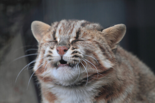 猫の変顔が笑える 変顔の理由フレーメン反応ってなに 猫壱 Necoichi