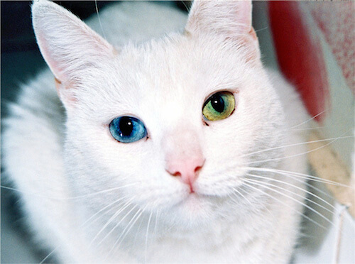 人間とはまるで違う 猫の目の色や性質はとてもミステリアス 猫壱 Necoichi