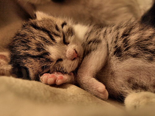 素人判断は危険 猫に虫下しを飲ませる時のポイントとは 猫壱 Necoichi