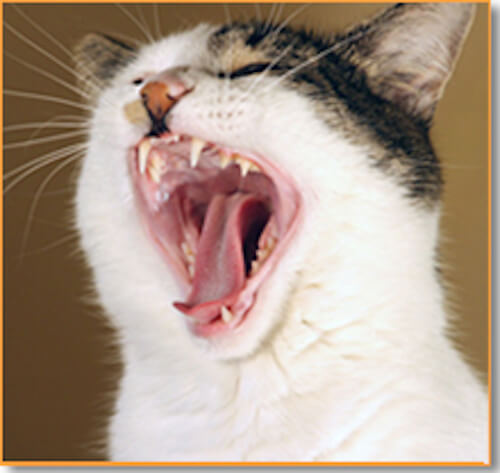猫に歯磨きは必要ないかも 猫と虫歯の不思議な関係 猫壱 Necoichi 猫に歯磨きは必要ないかも 猫と虫歯の不思議な関係 猫壱 Necoichi
