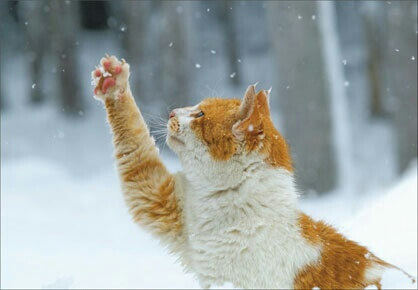 猫も庭を駆け回る!雪が大好きな猫たちまとめ 猫壱(necoichi)
