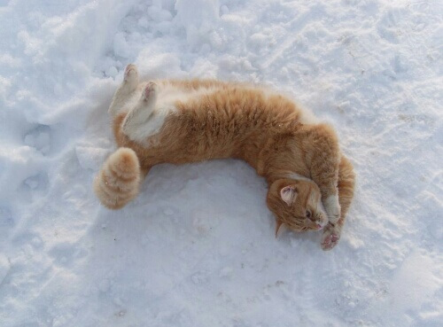 猫も庭を駆け回る!雪が大好きな猫たちまとめ 猫壱(necoichi)