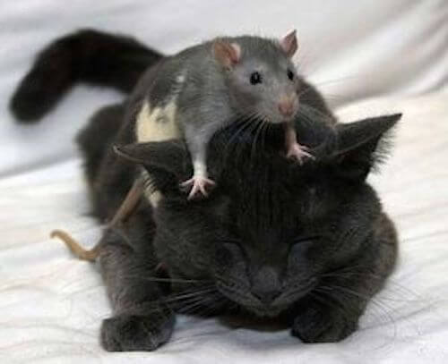 嬉しいけど困る 泣 猫がねずみを捕まえるのは飼い主のため 猫壱 Necoichi 嬉しいけど困る 泣 猫がねずみを捕まえるのは飼い主のため 猫壱 Necoichi