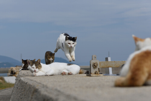 猫は夜行性 でも夜の運動会は勘弁して という悩みを100円で解決 猫壱 Necoichi