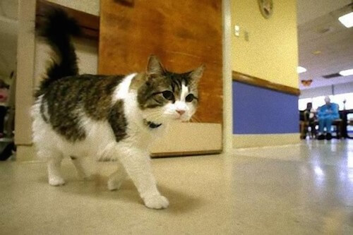 猫は幽霊が見える 猫についての不思議な話を集めてみた 猫壱 Necoichi 猫は幽霊が見える 猫についての不思議な話を集めてみた 猫壱 Necoichi