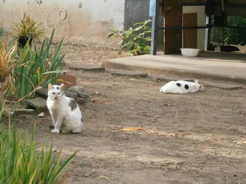 近所とのおつき合いは大切！とにかくまめに掃除をしよう｜猫壱（ねこいち・ネコイチ）