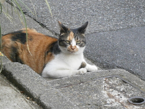 餌はできるだけ消臭効果の配合されたモノをあげよう｜猫壱（ねこいち・ネコイチ）