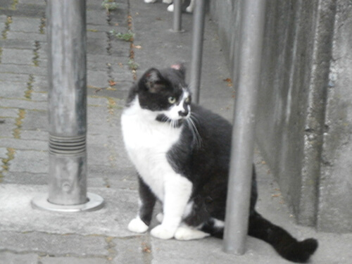 餌だけでなく、去勢、健康まで面倒を見よう｜猫壱（ねこいち・ネコイチ）