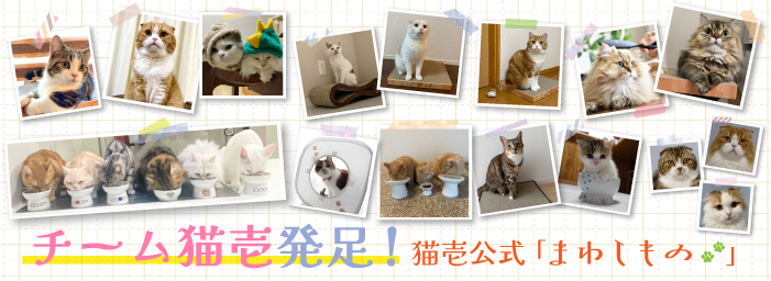 チーム猫壱