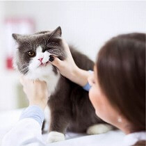 猫の歯磨きは超重要！猫の歯磨きの疑問にお答えします！